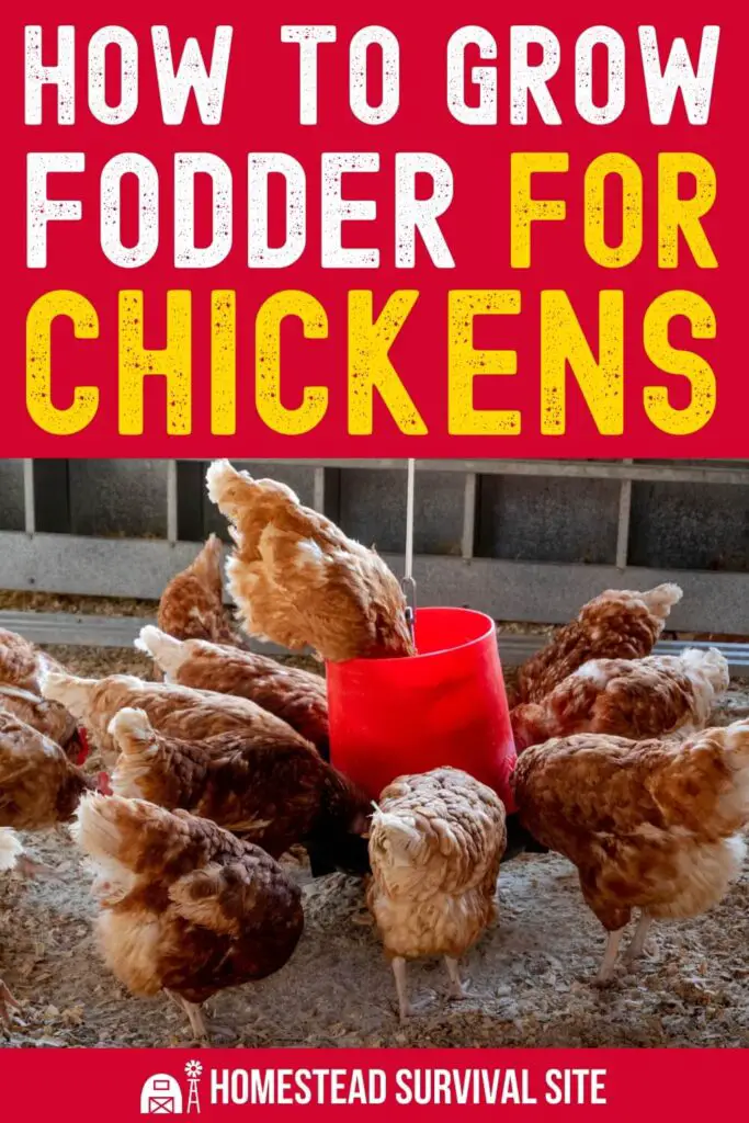 How to Grow Fodder for Chickens