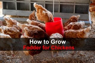 How to Grow Food for Chickens