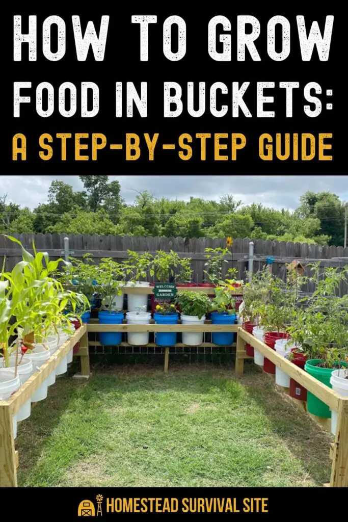 How to Grow Food in Buckets: A Step by Step Guide