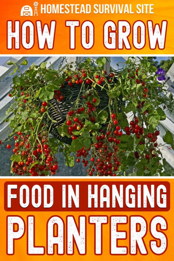 How to Grow Food in Hanging Planters
