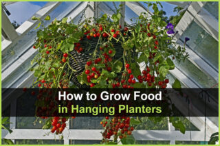 How to Grow Food in Hanging Planters