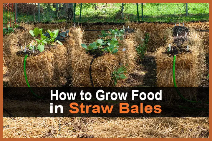 How to Grow Food in Straw Bales