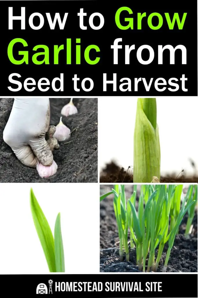 How to Grow Garlic from Seed to Harvest