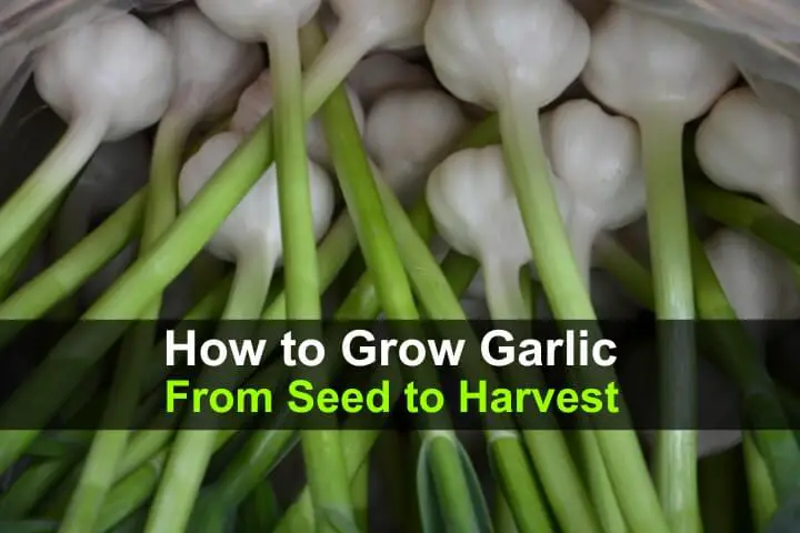 How to Grow Garlic from Seed to Harvest