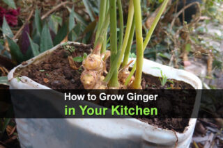 How to Grow Ginger in Your Kitchen