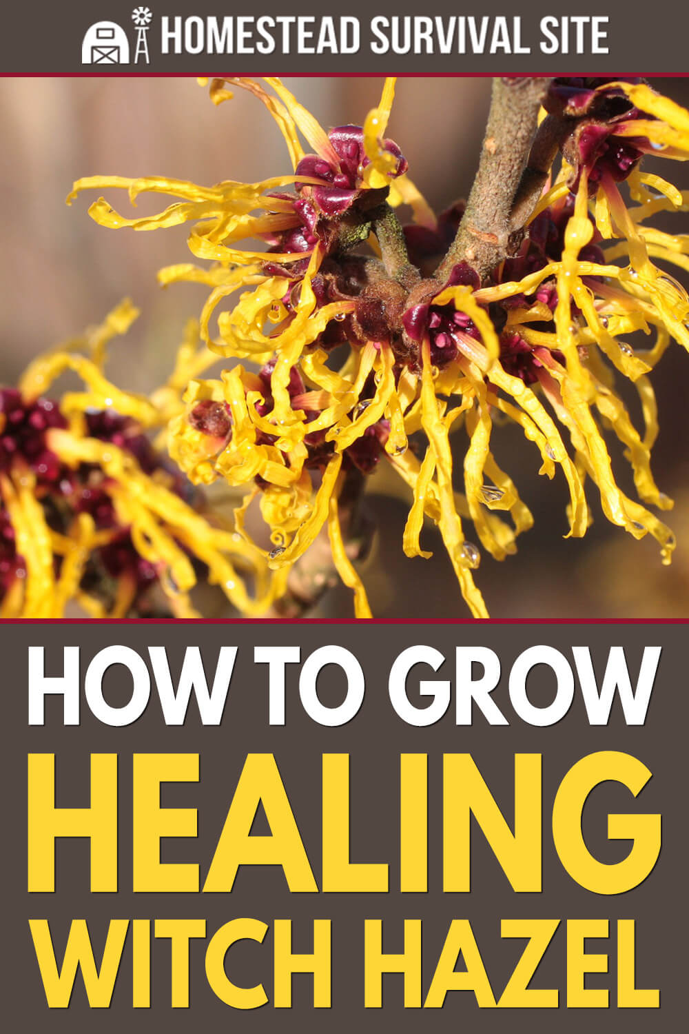 How To Grow Healing Witch Hazel