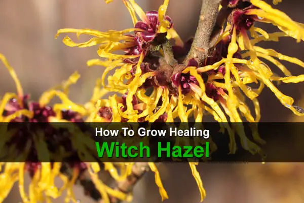 How To Grow Healing Witch Hazel