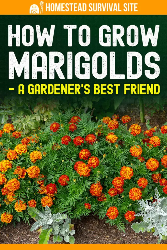 How to Grow Marigolds - A Gardener's Best Friend