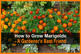 How to Grow Marigolds - A Gardener's Best Friend