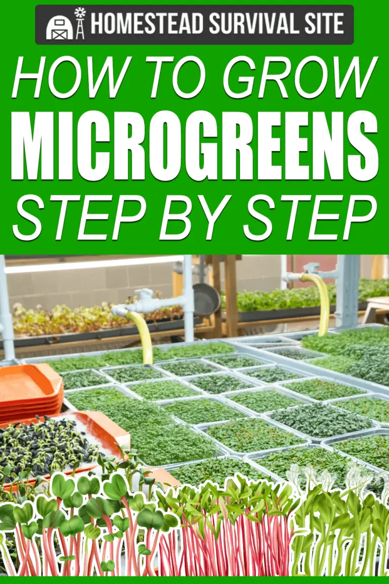 How To Grow Microgreens Step By Step