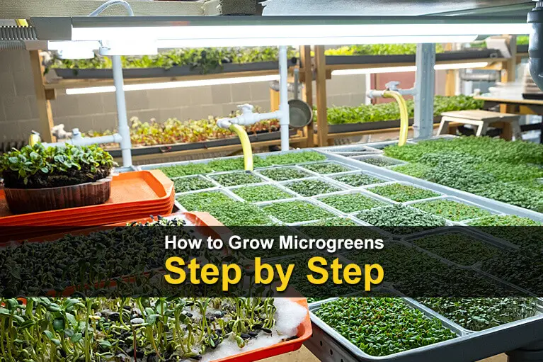 How to Grow Microgreens Step by Step