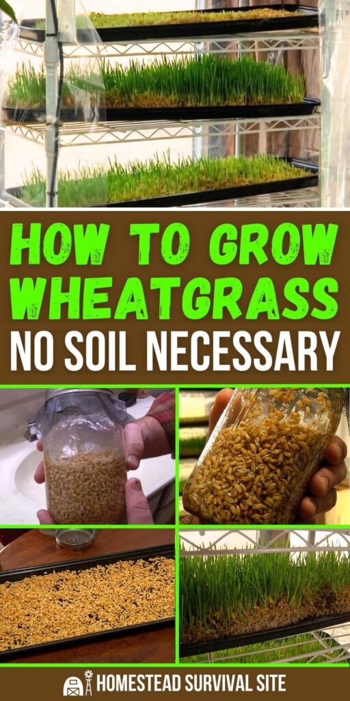 How to Grow Wheatgrass Without Soil