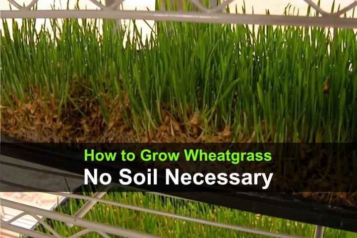 How to Grow Wheatgrass Without Soil