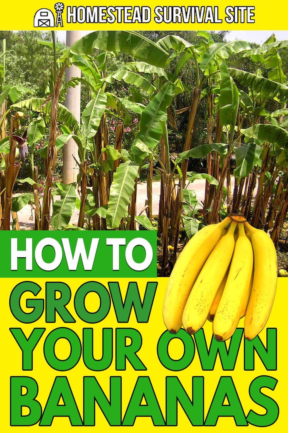 How to Grow Your Own Bananas