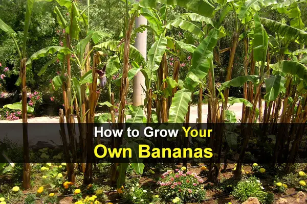 How to Grow Your Own Bananas