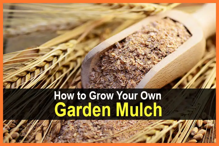 How to Grow Your Own Garden Mulch