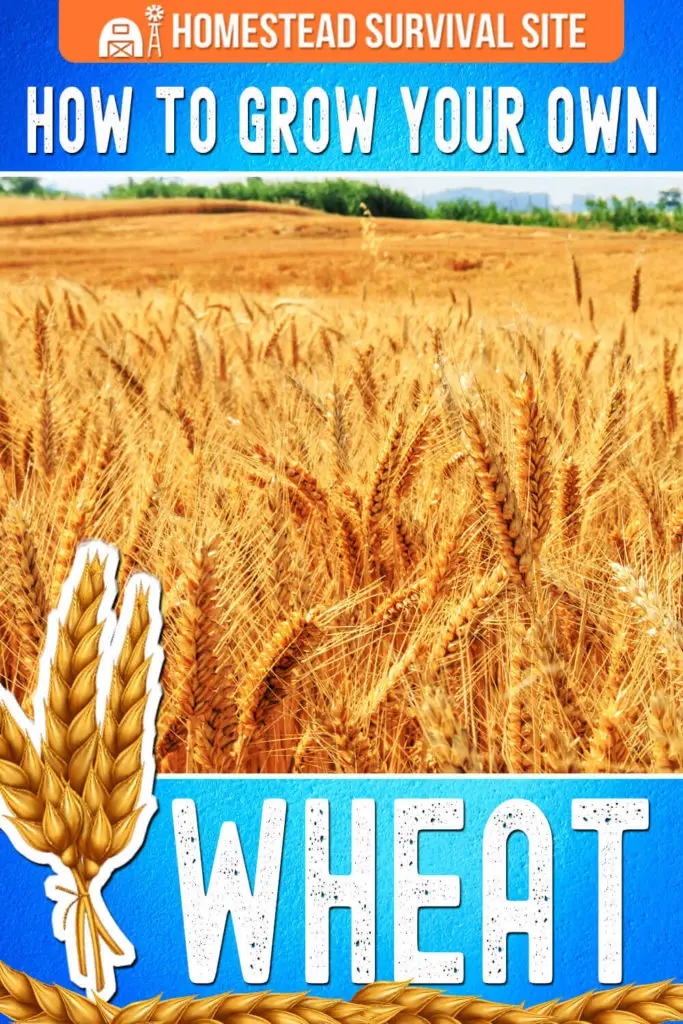 How to Grow Your Own Wheat