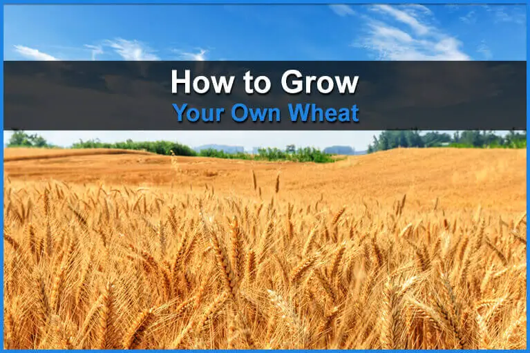 How to Grow Your Own Wheat