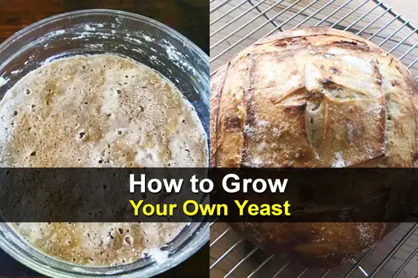 How to Grow Your Own Yeast