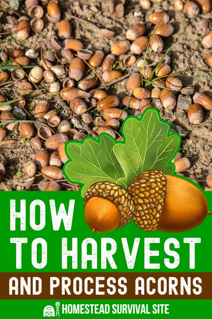 How to Harvest and Process Acorns