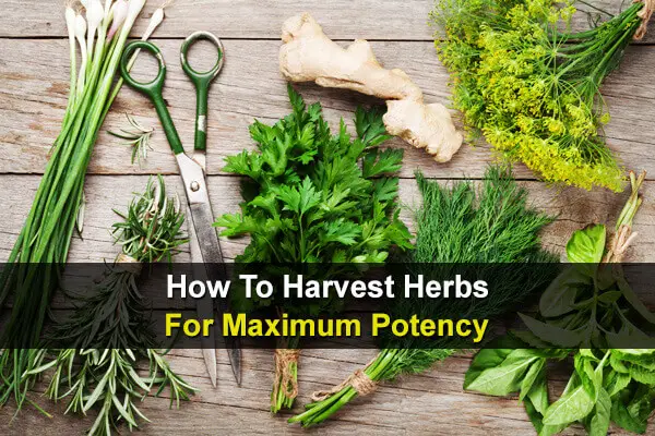 How To Harvest Herbs For Maximum Potency
