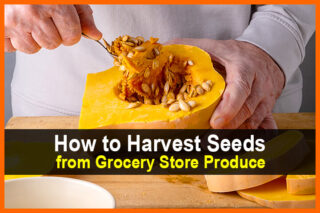 How to Harvest Seeds from Grocery Store Produce