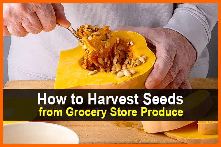 How to Harvest Seeds from Grocery Store Produce