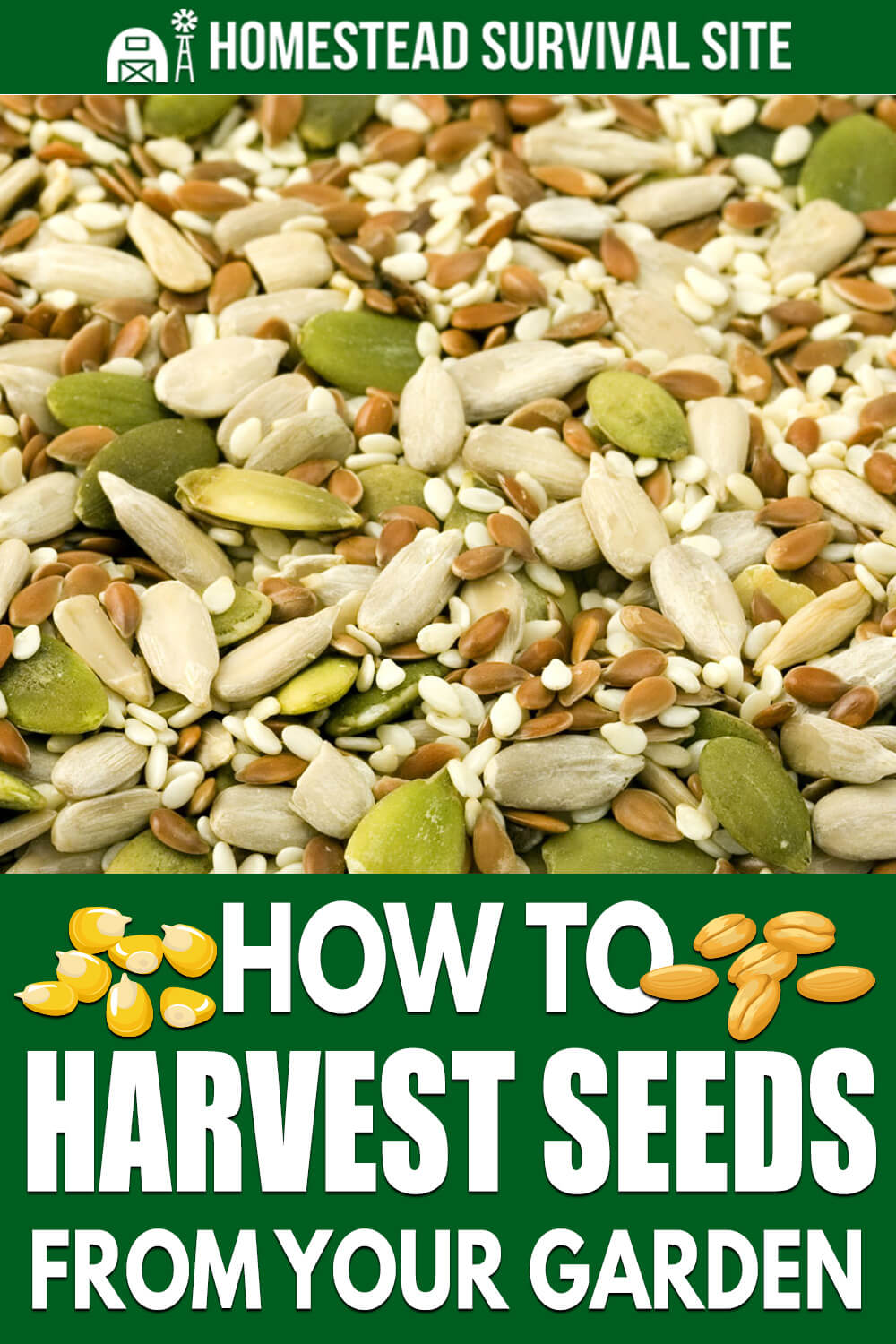 How to Harvest Seeds from Your Garden