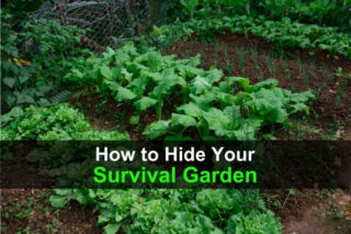 How to Hide Your Survival Garden