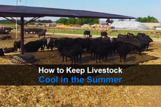 How to Keep Livestock Cool in the Summer