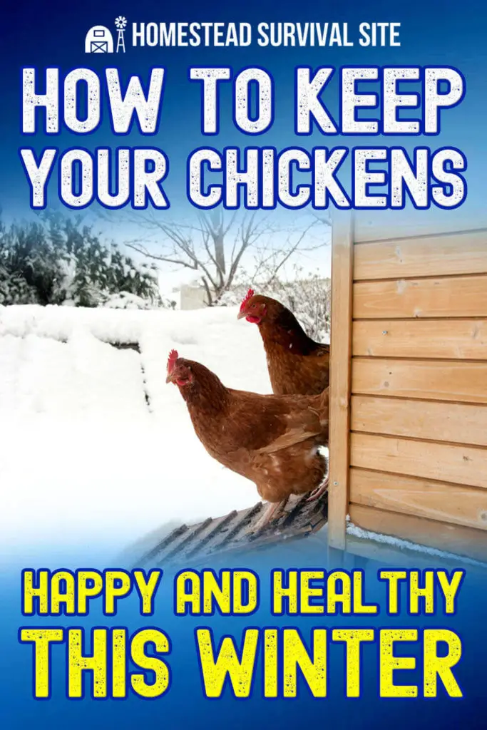 How To Keep Your Chickens Happy And Healthy This Winter