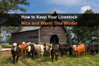 How to Keep Your Livestock Nice and Warm This Winter