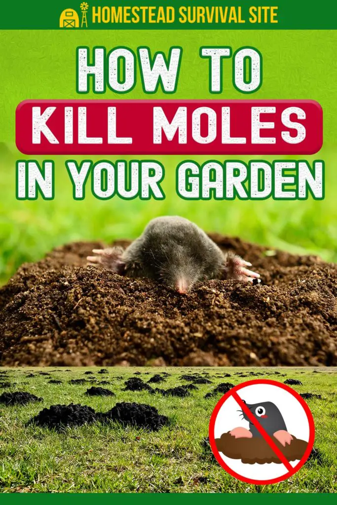 How To Kill Moles In Your Garden Or Yard
