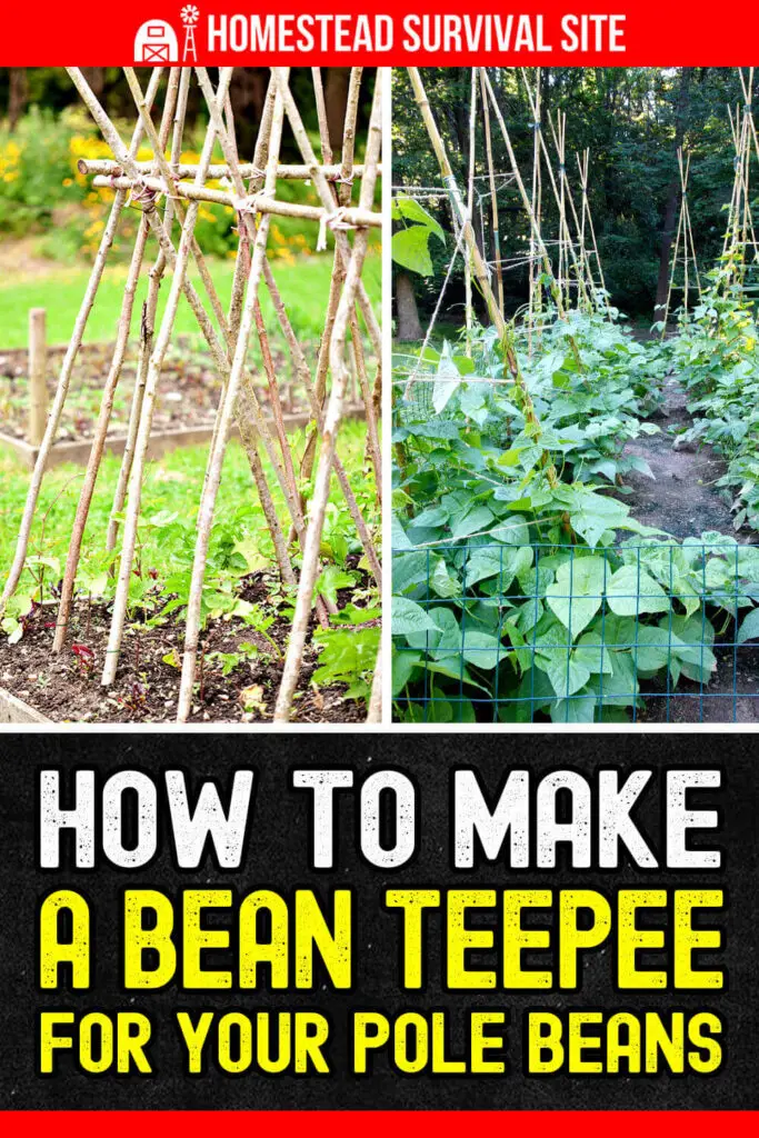 How to Make a Bean Teepee for Your Pole Beans