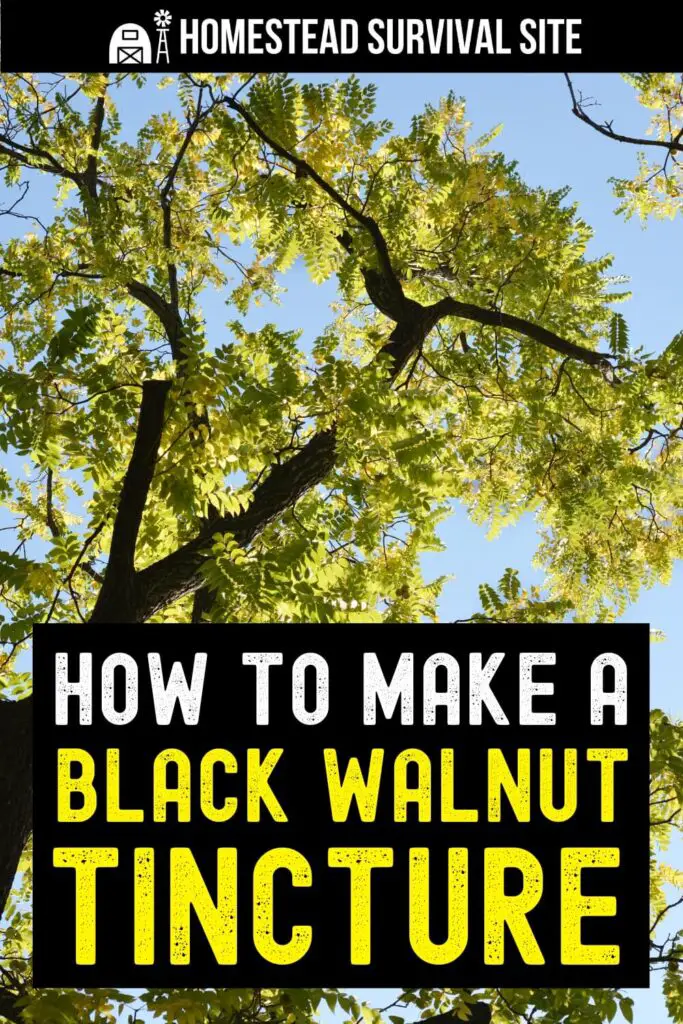 How to Make a Black Walnut Tincture