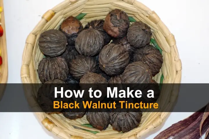 How to Make a Black Walnut Tincture