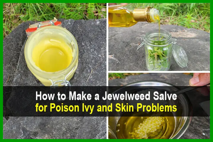 How to Make a Jewelweed Salve