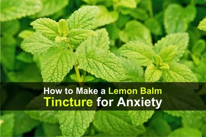 How to Make a Lemon Balm Tincture for Anxiety