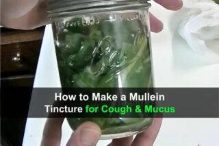How to Make a Mullein Tincture for Cough & Mucus