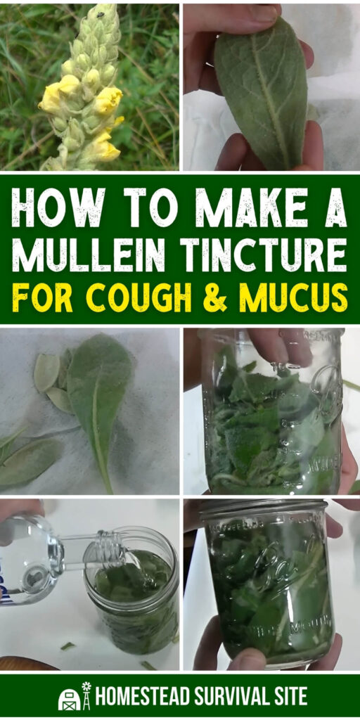 How to Make a Mullein Tincture for Cough and Mucus
