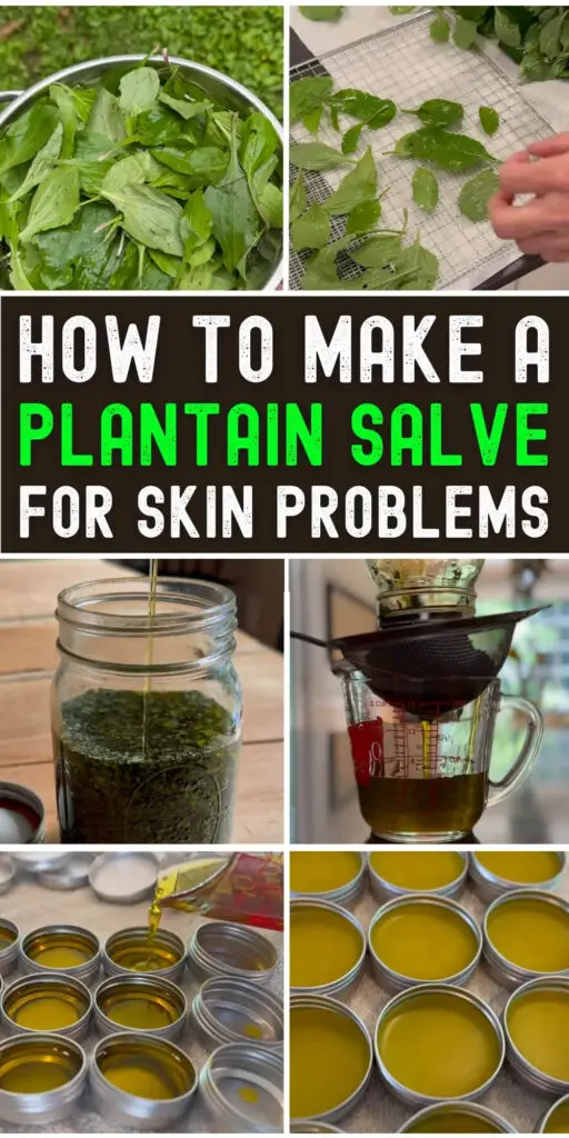 How to Make a Plantain Salve for Skin Problems