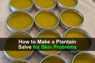 How to Make a Plantain Salve for Skin Problems