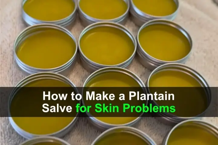 How to Make a Plantain Salve for Skin Problems