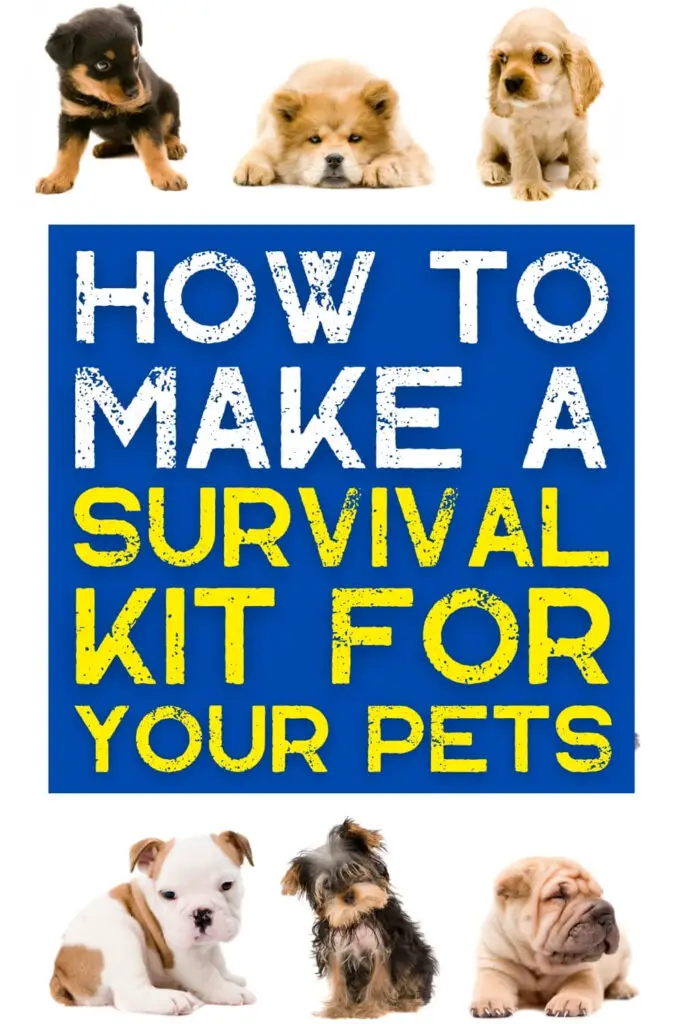 How to Make a Survival Kit for Your Pets