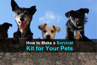 How to Make a Survival Kit for Your Pets