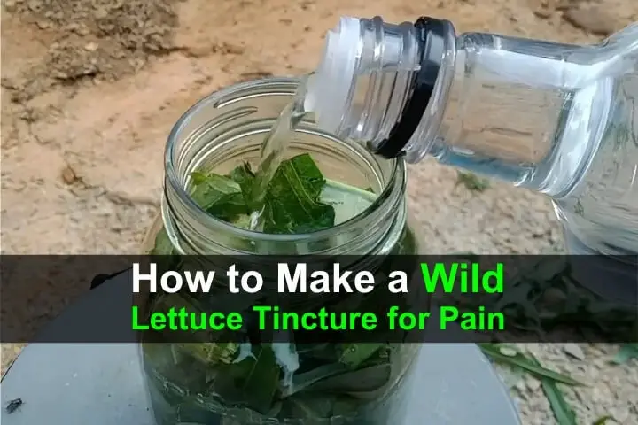 How to Make a Wild Lettuce Tincture