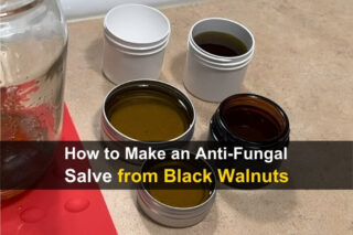 How to Make an Anti-Fungal Salve from Black Walnuts