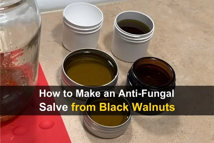 How to Make an Anti-Fungal Salve from Black Walnuts