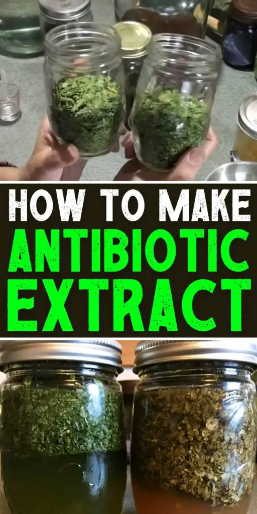 How to Make Antibiotic Extract
