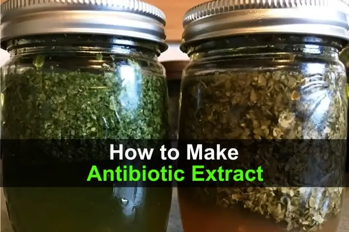 How to Make Antibiotic Extract